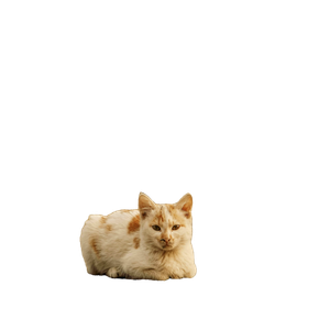 Two Ginger Cats Sitting On A Pavement, Focus On The Foreground Cat. 13073 - Cat PNG image with transparent background